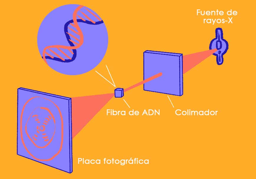 Rosalind Franklin difracción de rayos-X